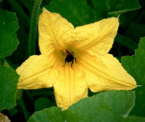 Bí dựa vào côn trùng thụ phấn để di chuyển phấn hoa từ hoa đực sang hoa cái.