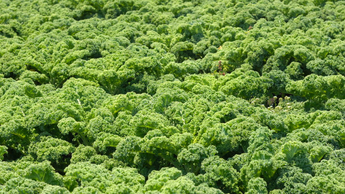 A large group of broccoli Description automatically generated with medium confidence