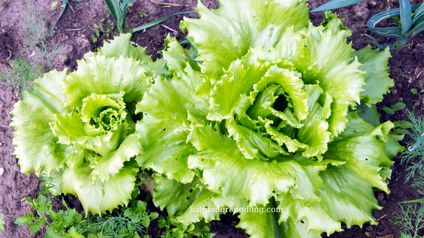 A picture containing plant, vegetable, lettuce, close Description automatically generated