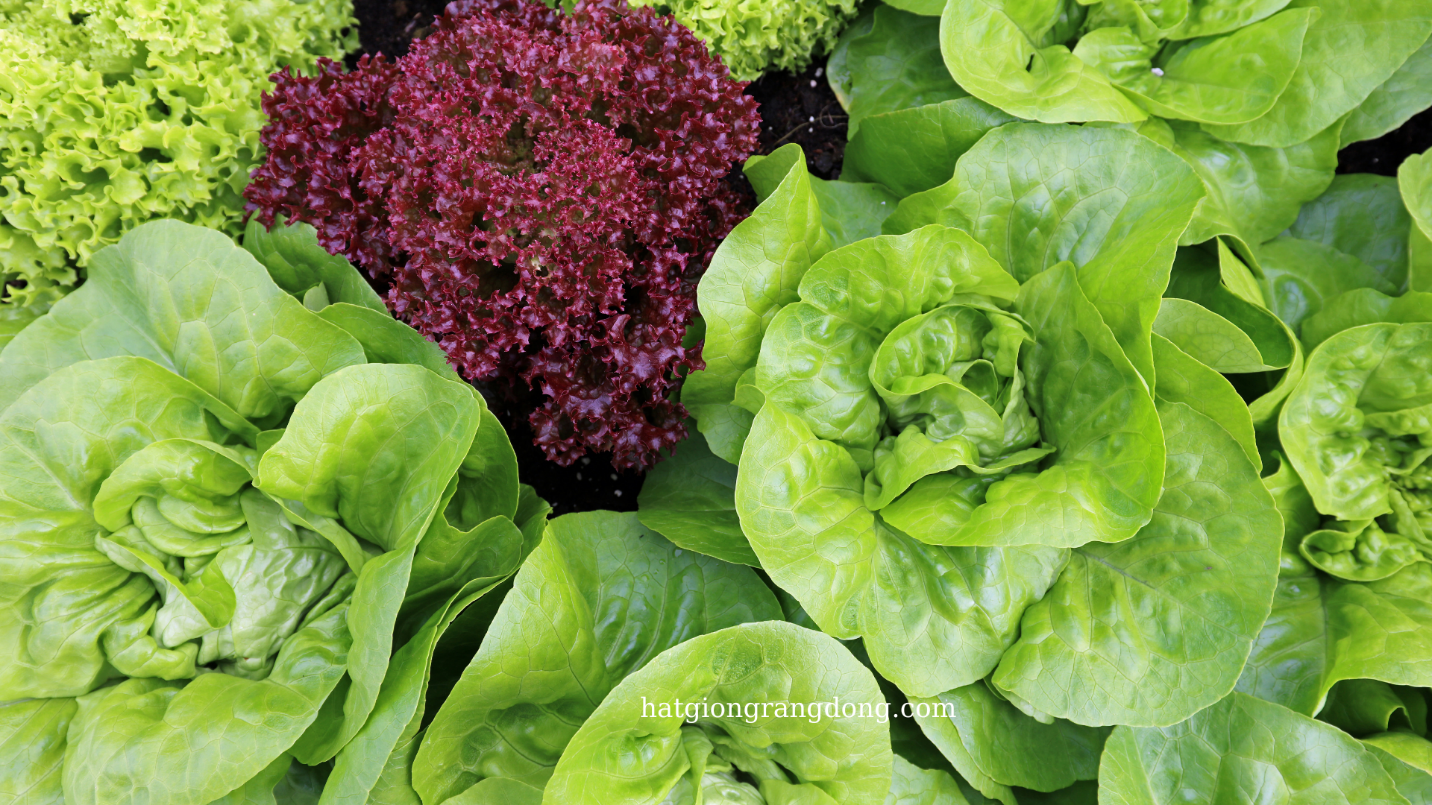 A picture containing vegetable, lettuce, plant, close Description automatically generated