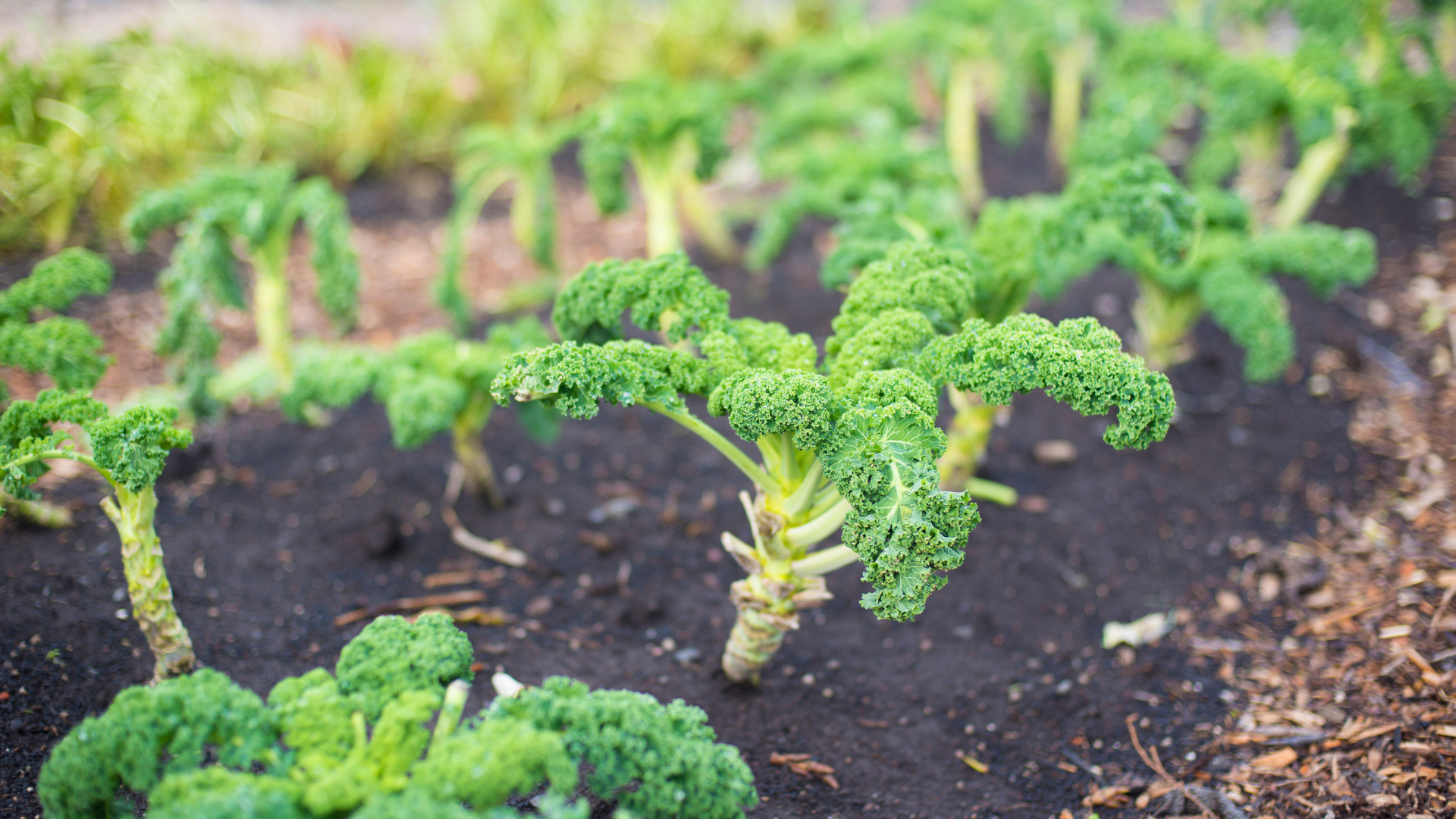 A plant sprouting out of the dirt Description automatically generated with low confidence