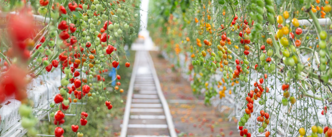 Lufa sản xuất hơn 11.000kg thực phẩm mỗi tuần, bao gồm cà chua và cà chua. 