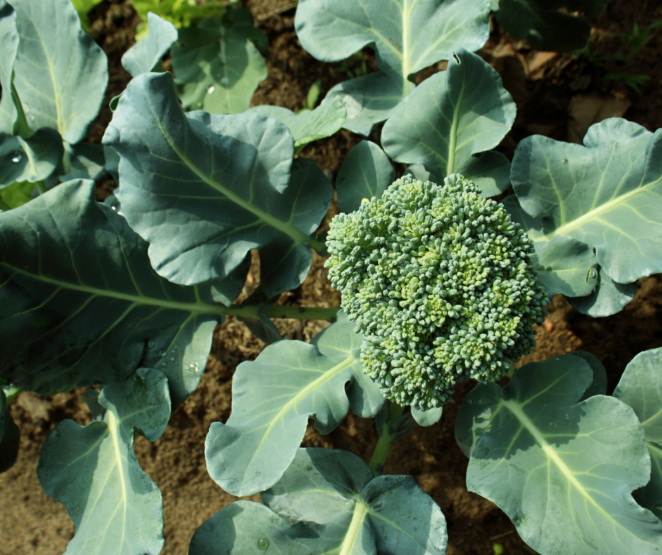 A broccoli plant is growing  Description automatically generated with medium confidence