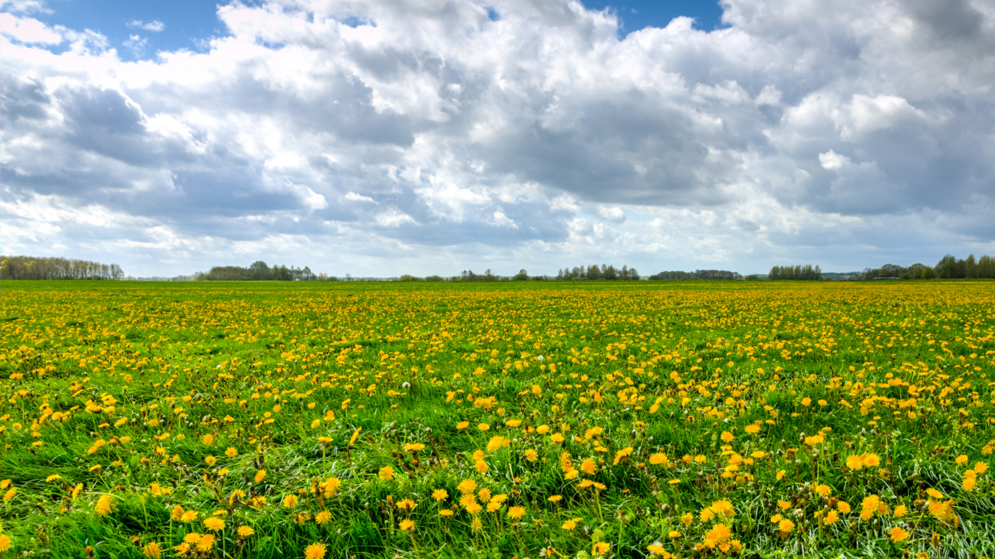 A field of yellow flowers Description automatically generated