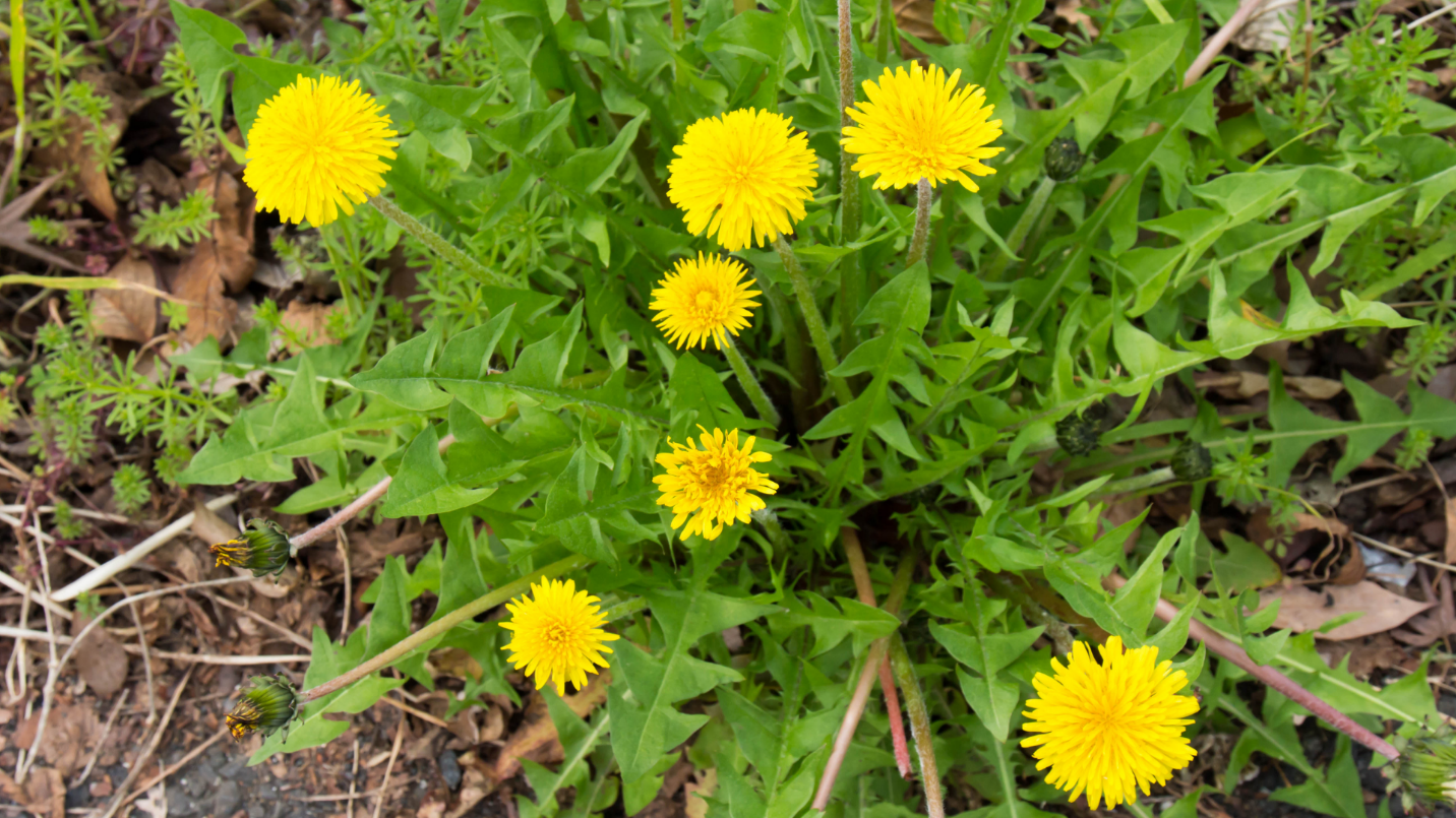 A group of dandelions  Description automatically generated with medium confidence