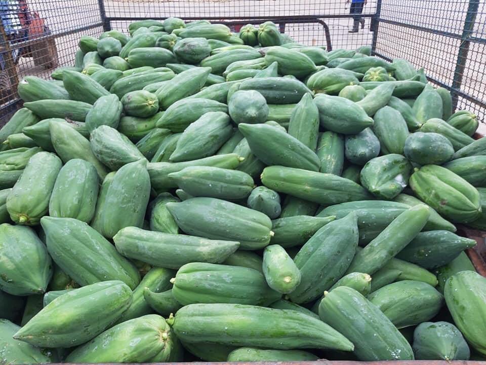 A large pile of cucumbers  Description automatically generated with medium confidence