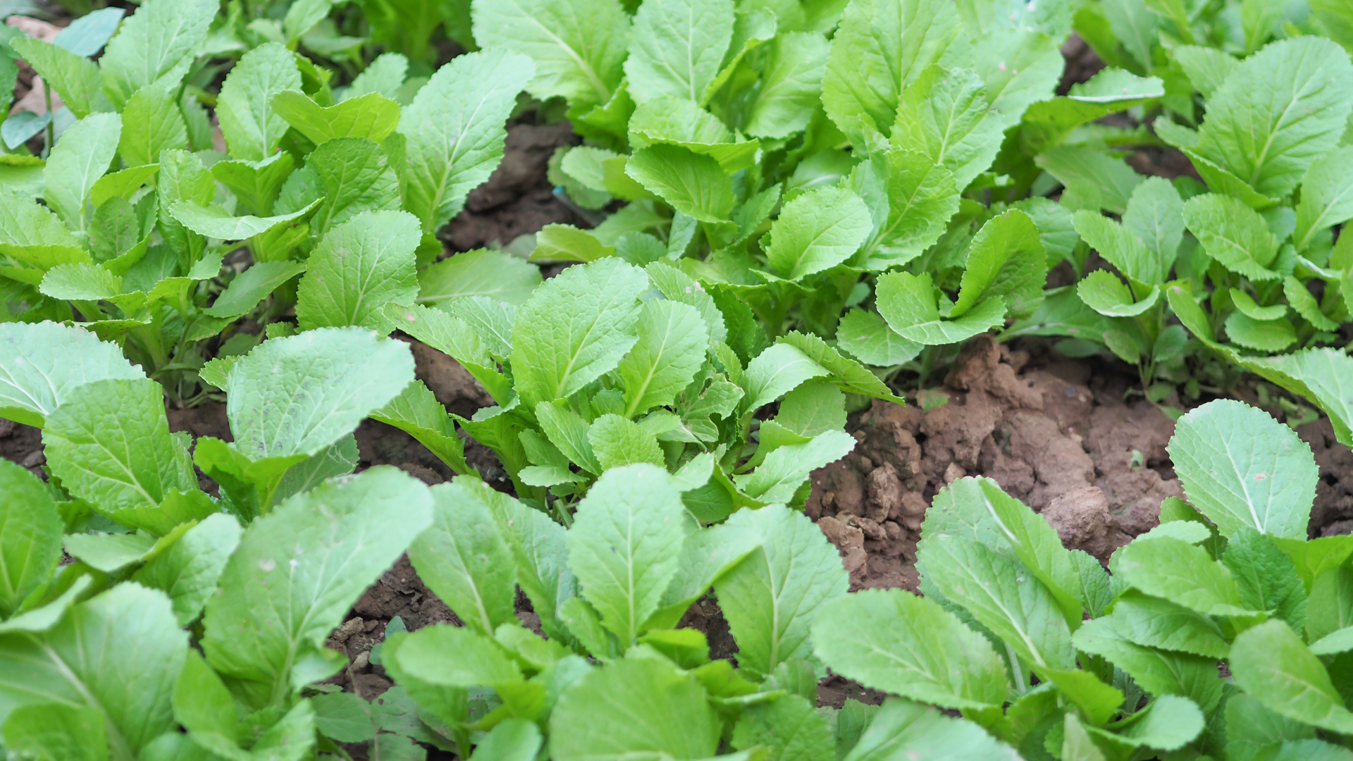 A picture containing plant, outdoor, lettuce, vegetable Description automatically generated