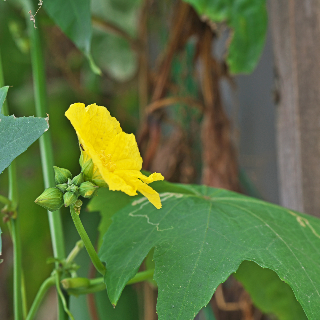 A yellow flower on a plant Description automatically generated with medium confidence
