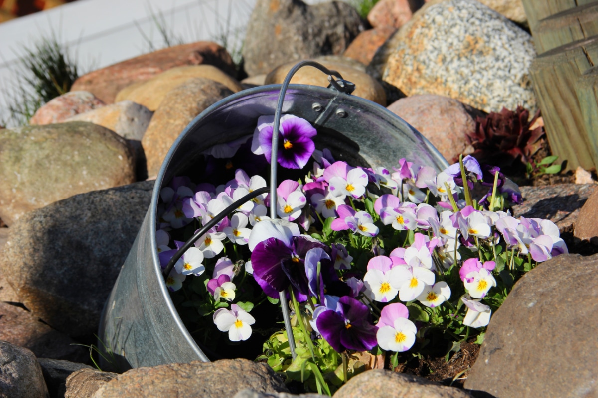 Container Pansies