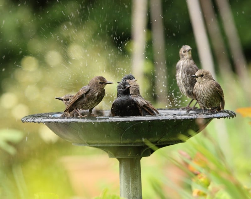 Gia đình chim sử dụng một vườn chim tắm.
