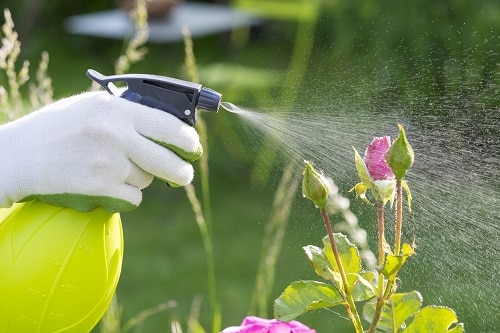 Làm thế nào để làm và sử dụng thuốc trừ sâu nước tỏi cho cây trồng