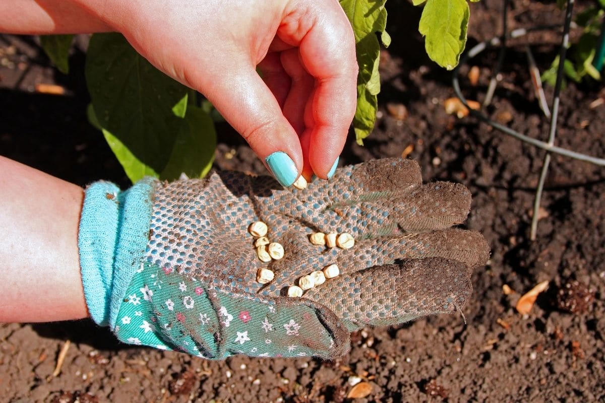 lấy hạt từ tay bằng găng tay trong vườn 