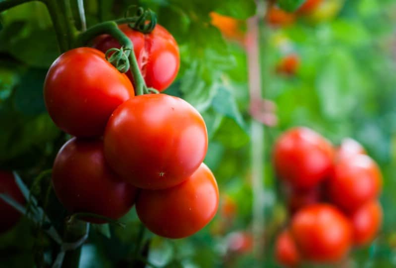 Những cây cà chua khỏe mạnh chuẩn bị thu hoạch.