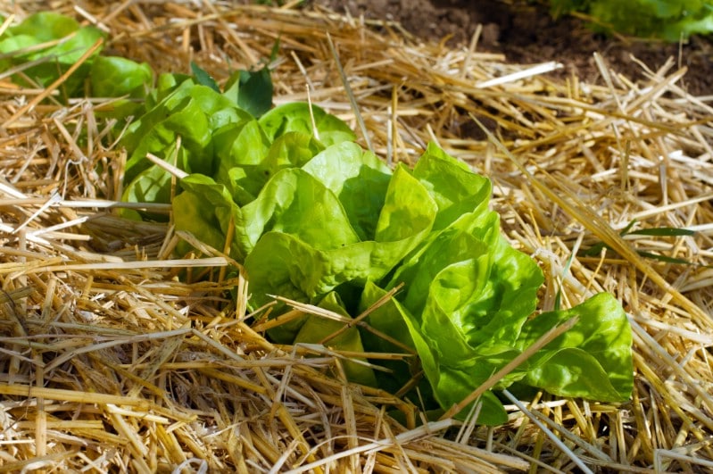 Salad trồng trong lớp phủ rơm.