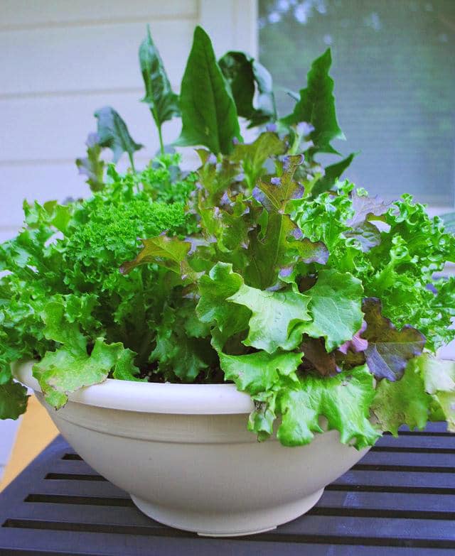 How-to-Start-a-Salad-Bowl-Garden-1-6