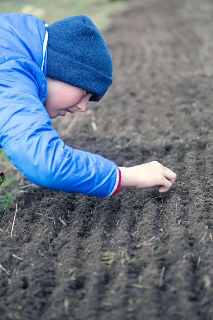 Một đứa trẻ trong chiếc mũ và áo khoác mùa đông đang gieo hạt xuống đất.