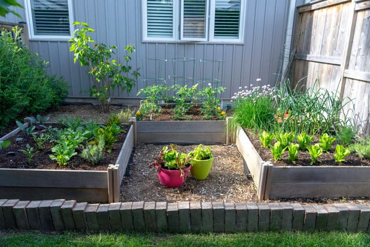 Một khu vườn sau nhà trồng đầy rau theo phương pháp foot vuông.
