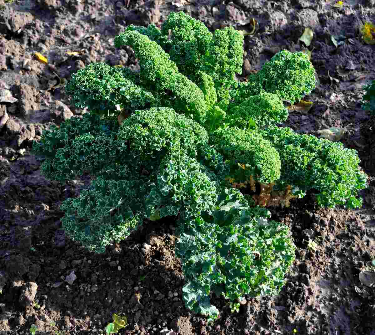 Một số câu hỏi về việc trồng Kale.
