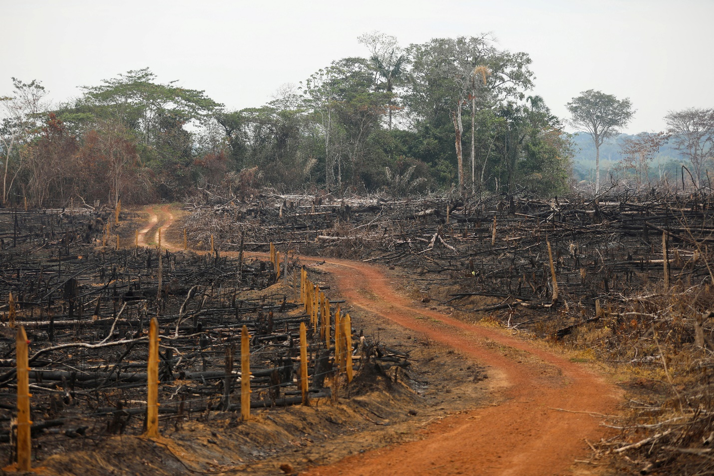 Quang cảnh một con đường bất hợp pháp được làm trong vụ phá rừng ở Colombia