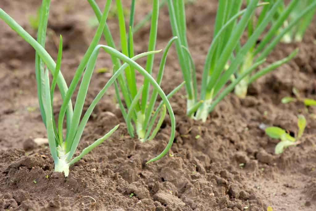 10 Loại rau có thể phát triển tốt trong đất cát - Hạt Giống Rạng Đông