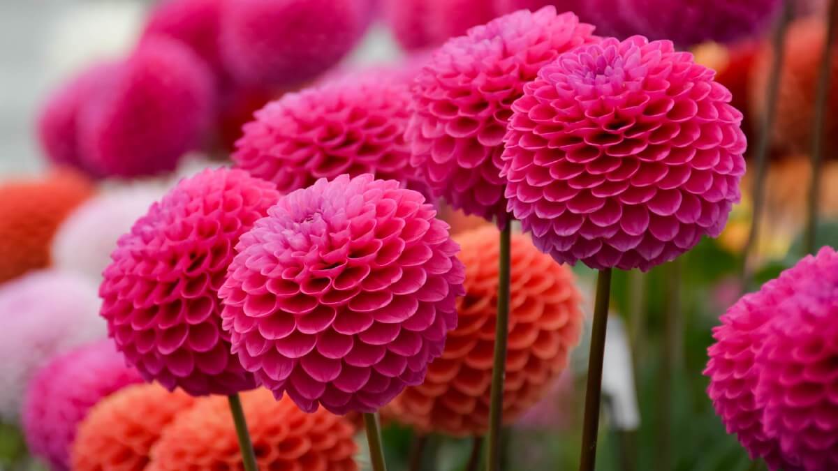hoa thược dược nhiều cánh tròn